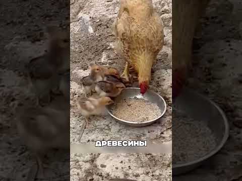 Куры несут больше благодаря ЗОЛЕ😱🌍🐔