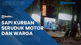 Viral Video Sapi Kurban Lepas di Tuban, Mengamuk Seruduk Motor dan Warga