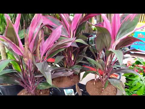 , title : 'Care tips for the Cordyline Plant | Donna Joshi