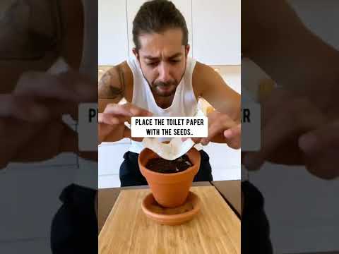 How to Grow Dragon Fruit with a Store-Bought One! creative explained