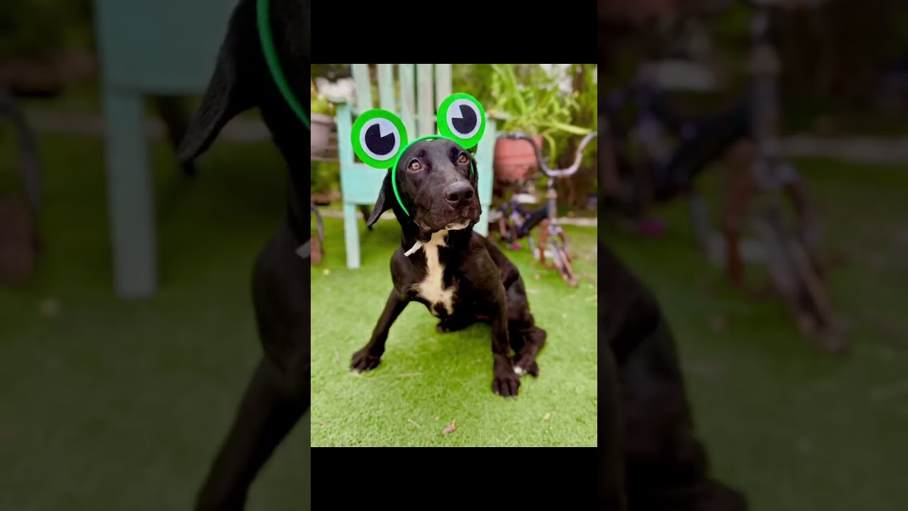 Enlarge Nebula, a Adoptable mixed breed in Fabius, NY video 6/6