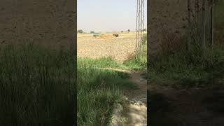 Download lagu Gadum ko therishar lgrhe hin👌||#short#tredingsong #viral mp3 Download lagu Gadum ko therishar lgrhe hin👌||#short#tredingsong #viral mp3