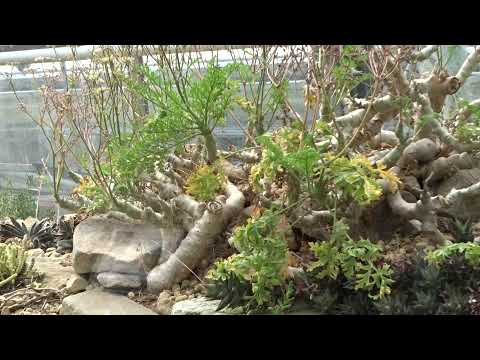 Pelargonium crithmifolium Sm.