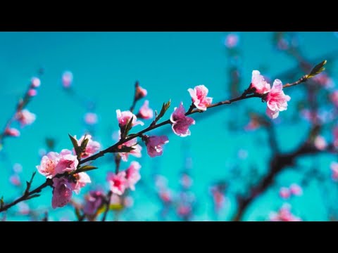 🌸 "LIFE BLOSSOM" - 30 mins of Happy Piano Music to feel joyful 🌸