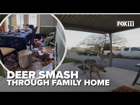 Five Deer Invade Pennsylvania Home, One Dies Inside Amidst Chaos