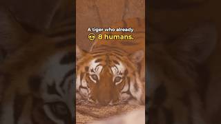 Why do you think he killed over 8 humans?😳