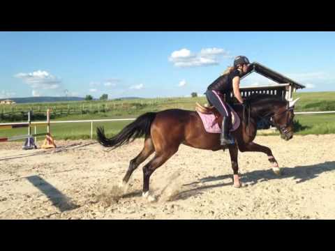 Ivresse Du Ri d'Asse (Con Spirito R x Skippy II)