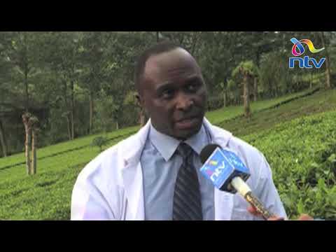 Kaunti ya Bomet yapania kuwasaidia wakulima wa majani chai