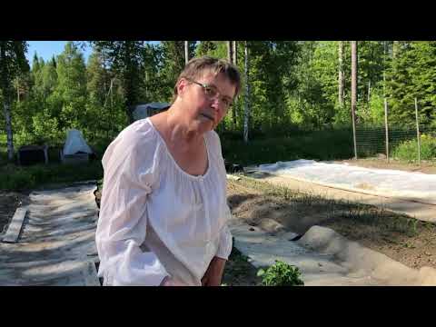 EKOVURM  Bästa sättet för att jordgubbar blir dubbelt stora