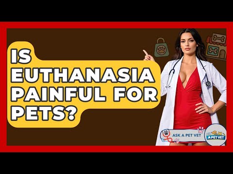 Is Euthanasia Painful For Pets? - Ask A Pet Vet