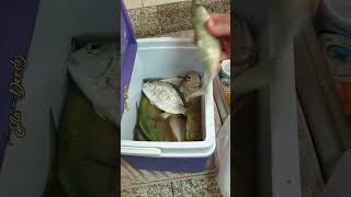 Download lagu BEST FISHING SPOT IN ABU DHABI | Emak Emak Ikutan Mancing Ikan Di Pantai Abu Dhabi #shortsvideo mp3 Download lagu BEST FISHING SPOT IN ABU DHABI | Emak Emak Ikutan Mancing Ikan Di Pantai Abu Dhabi #shortsvideo mp3