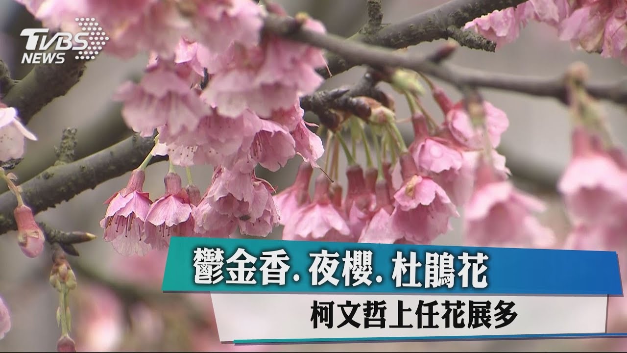 鬱金香、夜櫻、杜鵑花 柯文哲上任花展多