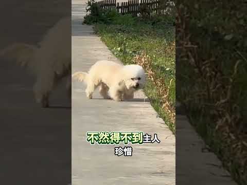 小狗本想欲擒故縱，誰知半路殺出來一隻小黃