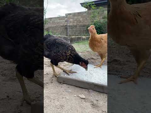 How to make CornStarch | Homemade Cornstarch From Scratch