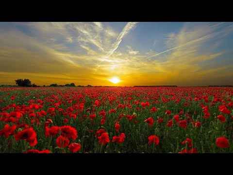Morning Relaxing Music- Amazing Colors of Spring Flowers and Fall Leaves, Study Music, Meditation..