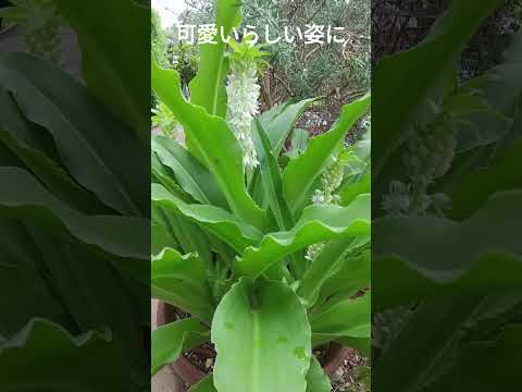 トキユリ、パイナップルユリ 植物