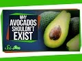 Why Avocados Shouldn't Exist