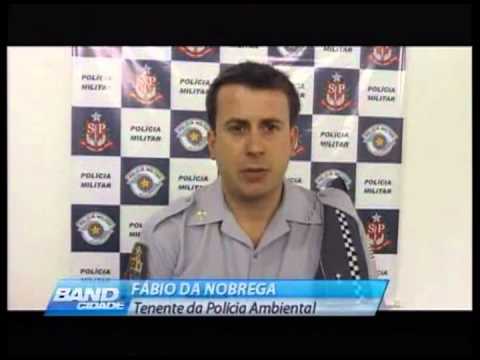 Band Cidade Campinas - Apreensão de pássaros - 11 10 2012