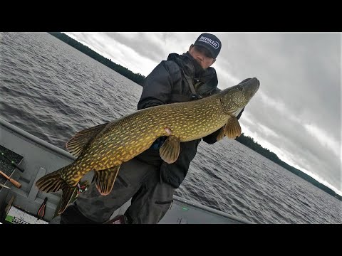 RAAMIKAS TÄSMÄHAUKI 110+CM | ACTIVE TARGET LIVE KUVAA!