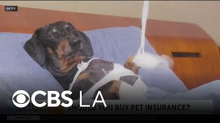 Veterinarian discusses the pros and cons of pet insurance
