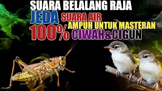 Download lagu SUARA BELALANG RAJA SPEED RAPAT UNTUK MASTERAN CIWAH DAN CIGUN || SUARA JERNIH MUDAH DITIRU mp3 Download lagu SUARA BELALANG RAJA SPEED RAPAT UNTUK MASTERAN CIWAH DAN CIGUN || SUARA JERNIH MUDAH DITIRU mp3
