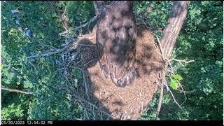 River Brings In A Fish! - Dale Hollow Eagles - May 29, 2023