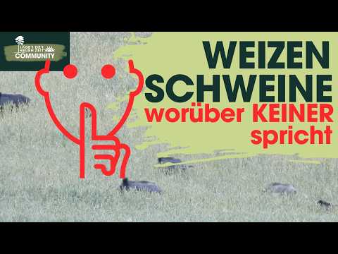 In the shadow of the ears of corn. Why hunting wheat-fed sows is only for absolute professionals.