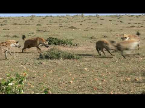 Spotted Hyena mating behavior, Masai Mara