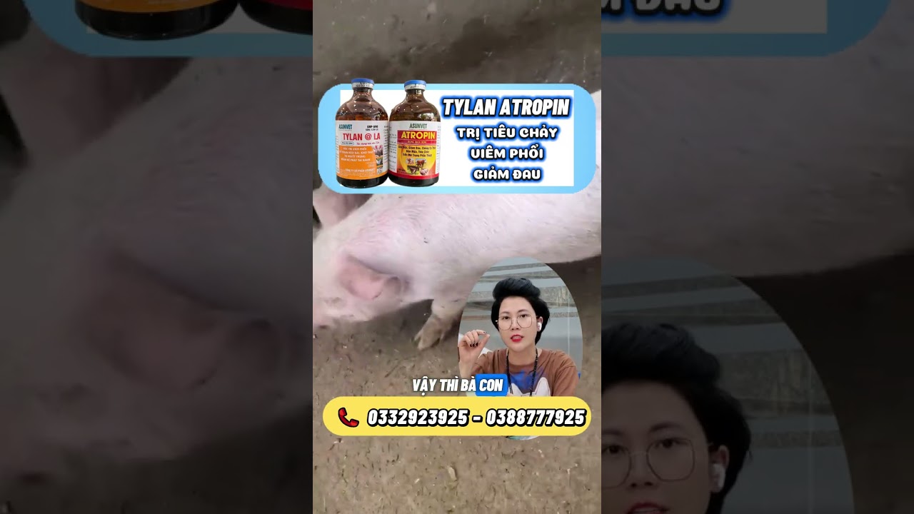 💥 Tylan + Atropin – Bộ đôi cắt tiêu chảy nhanh, hỗ trợ phục hồi đường ruột cho heo!