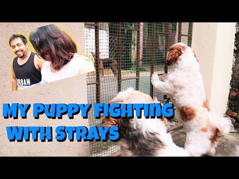 My Puppy Fighting With Strays | Our Kolkata Puja Room