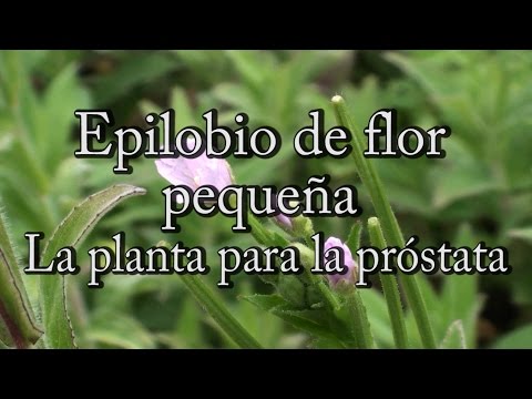 Die Wassertemperatur im Pool und Prostatitis G-Punkt ProstataMassager