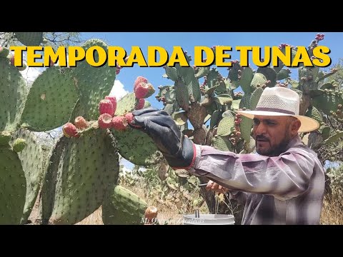 "LAS TUNAS UN MANJAR DE LOS DIOSES"