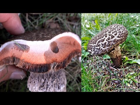 Old Man of The Woods Mushroom Easy Edible Identification Field Guide - Beginners Bolete Foraging