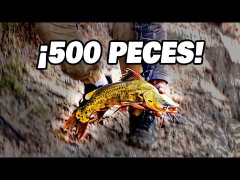 🔥 ¡Más de 500 PECES! La locura que vivió este torneo