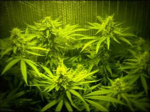 Snoop Dogg & Wiz Khalifa - Smokin On feat. Juicy J (Explicit)