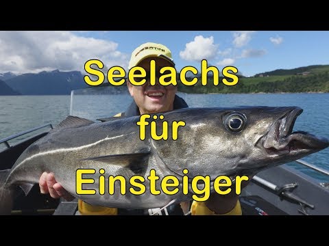 Seelachs (Köhler) für Einsteiger