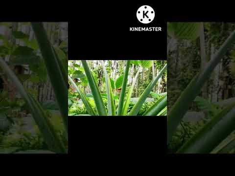 World's Biggest Eram Tree #eram #kachu #vlog #shorts