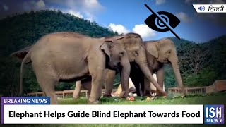 Elephant Helps Guide Blind Elephant Towards Food