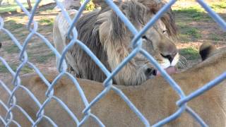 Wali roars, Noey fall down, there&#39;s a peet, then I get the hint