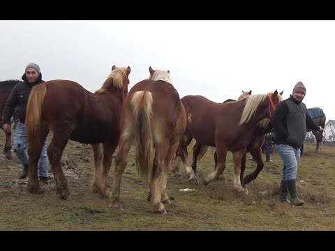 Targul de cai de la Bixad, Satu Mare 29 Ian 2020