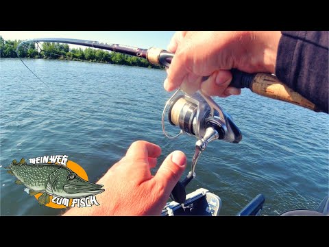 Hechtangeln im Sommer - Worauf es jetzt ankommt! Gute Spots, richtige Köderführung, Beißzeiten ...