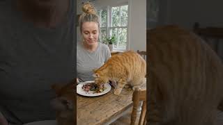 #youtubeshorts  #viral #comedy  #shorts #cat