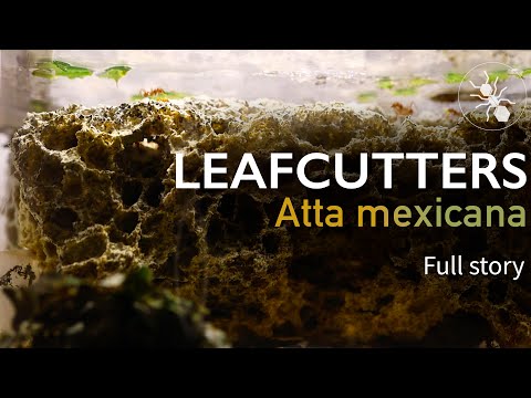 LEAFCUTTERS - FULL STORY! ATTA MEXICANA