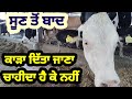 Calving Toh Bad Cows Nu Dita Jan Wala Karra