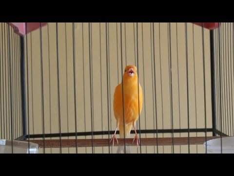 Belgian canary tempts all the canaries to sing - the most magical training