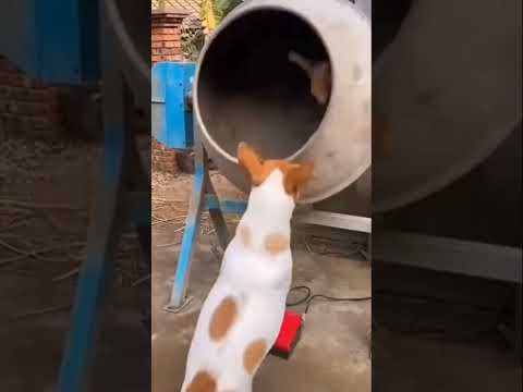 O gato não pode dormi em paz 😂😂 #viral #viralreels #reels #memes #videos #caramelo