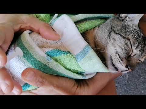 Our Adopted Cat's Pyometra Journey (Nana sa Matres)