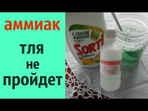 КАК ИСПОЛЬЗОВАТЬ АММИАК В БОРЬБЕ С ТЛЕЙ