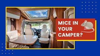 Getting Rid of Mice in Camper and Cleaning Up Their Droppings