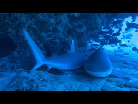 Отдыхающие серые рифовые акулы